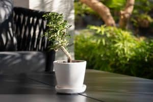 Read more about the article 5 Best Types Of Soil For Bonsai Trees