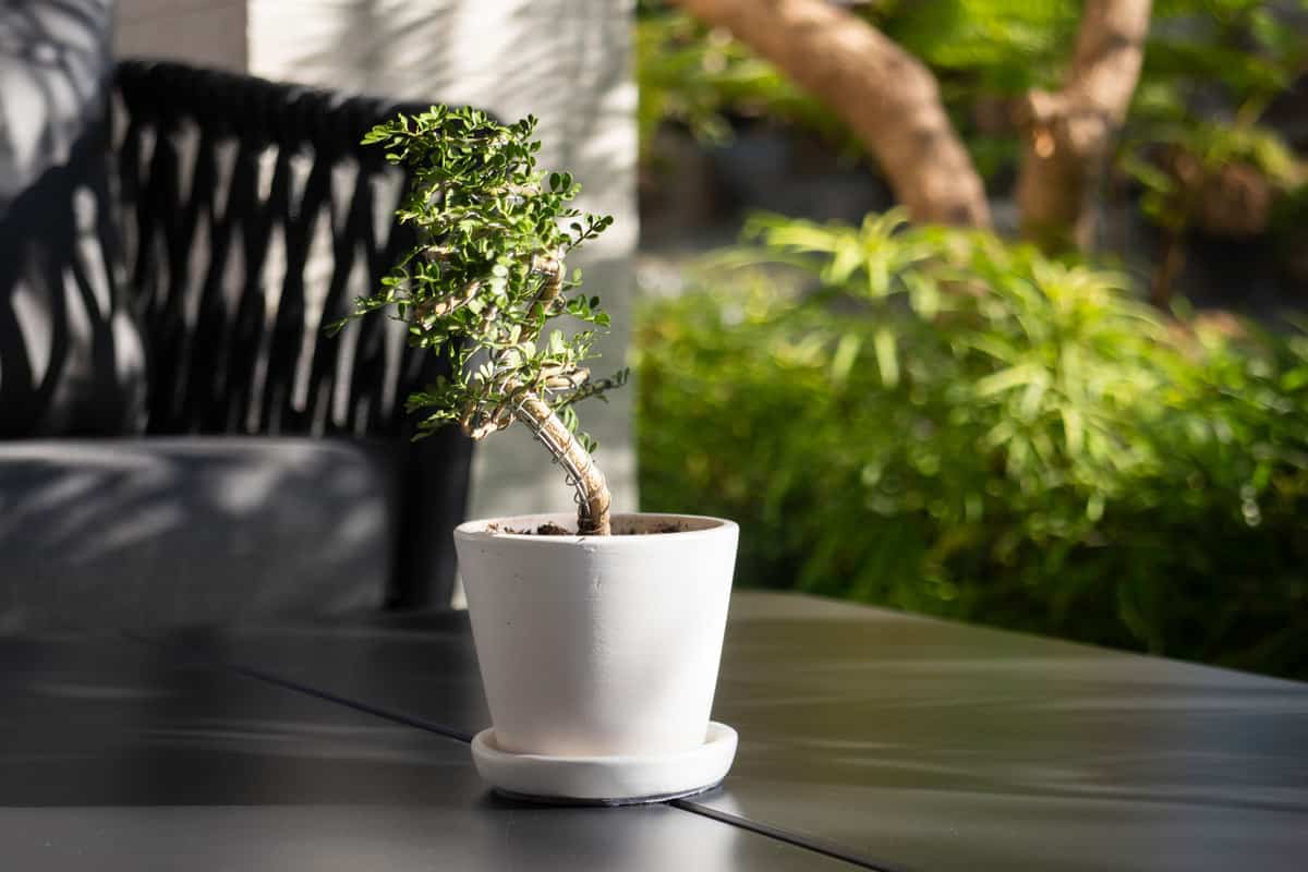 A small bonsai tree in a white pot to propagate, 5 Best Types Of Soil For Bonsai Trees