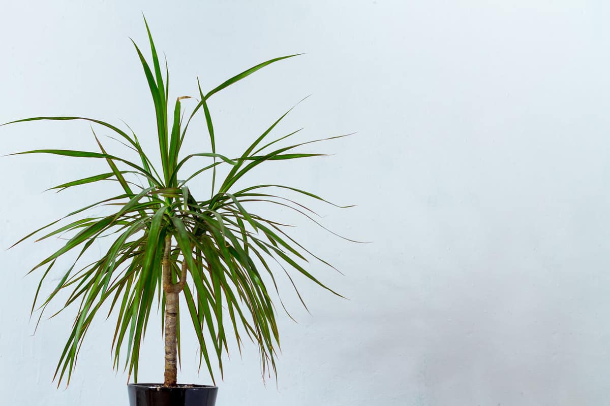 A small dragon tree planted in a black pot inside a livng room