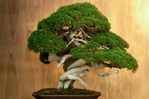 Read more about the article How Big Is A Bonsai Tree? [By Type Of Tree]