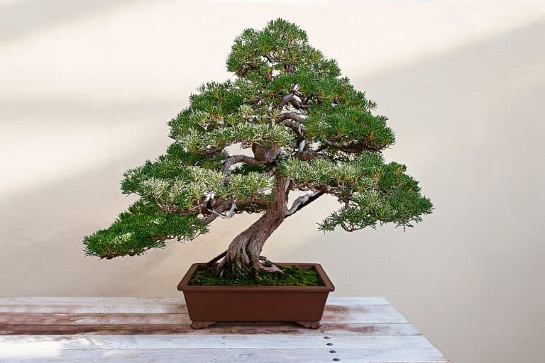 An old and gorgeous bonsai tree planted in a rectangular clay pot, What's The Best Pot For Bonsai Trees? [Inc. 11 Perfect Examples]
