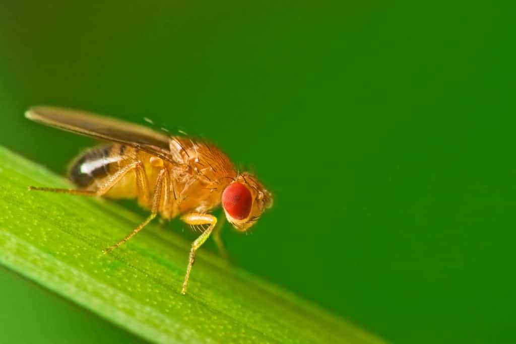 An up close photo of a male house fly sitting on the grass