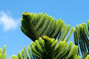 Read more about the article How Big Does A Norfolk Island Pine Get?