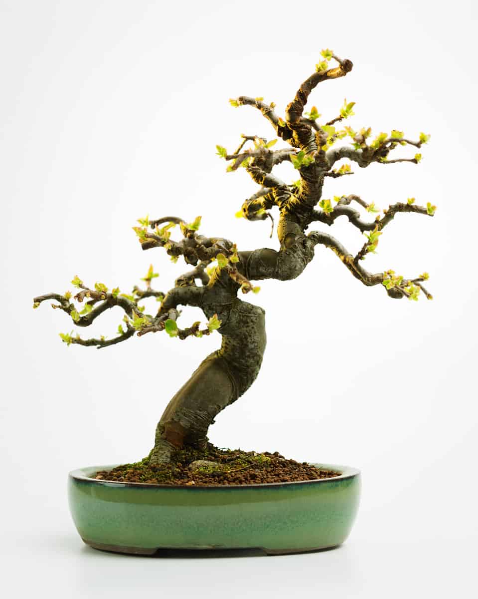 Apple tree bonsai