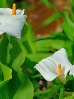 Beautiful blooming calla lilies photographed outside the garden, When To Transplant Calla Lily? [And How To!]