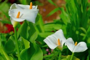 Read more about the article When To Transplant Calla Lily? [And How To!]