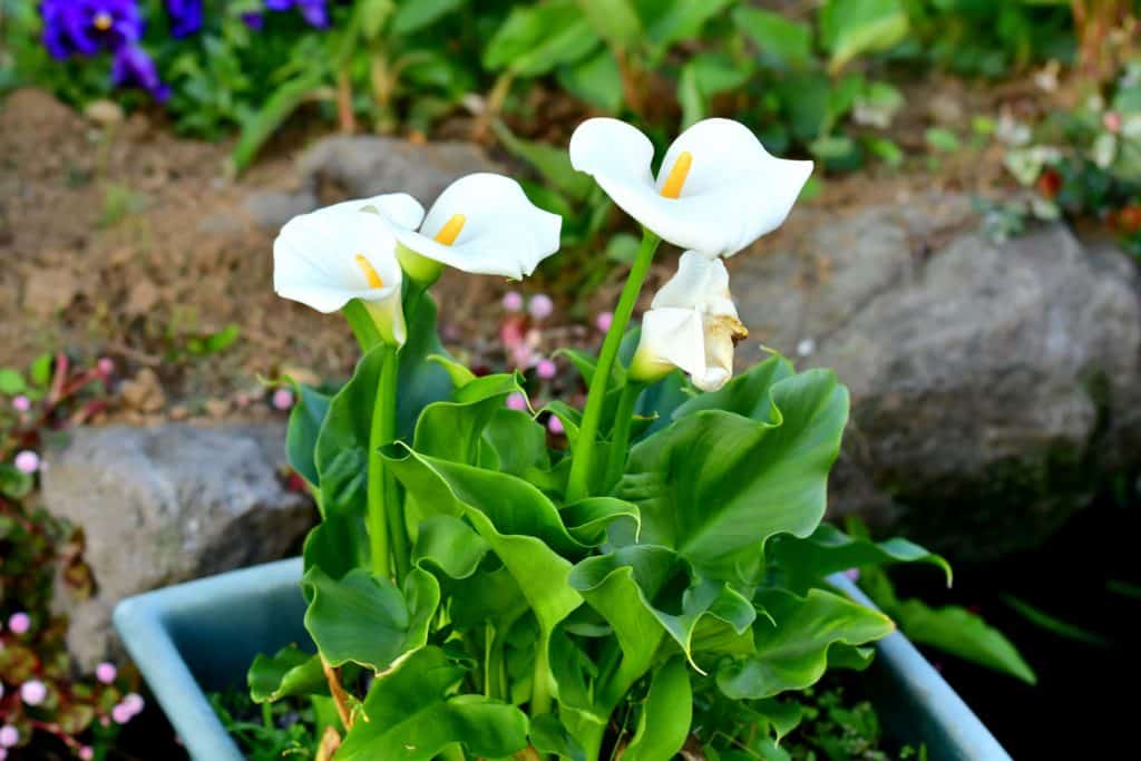 Beautiful white blooming calla lilies on the garden