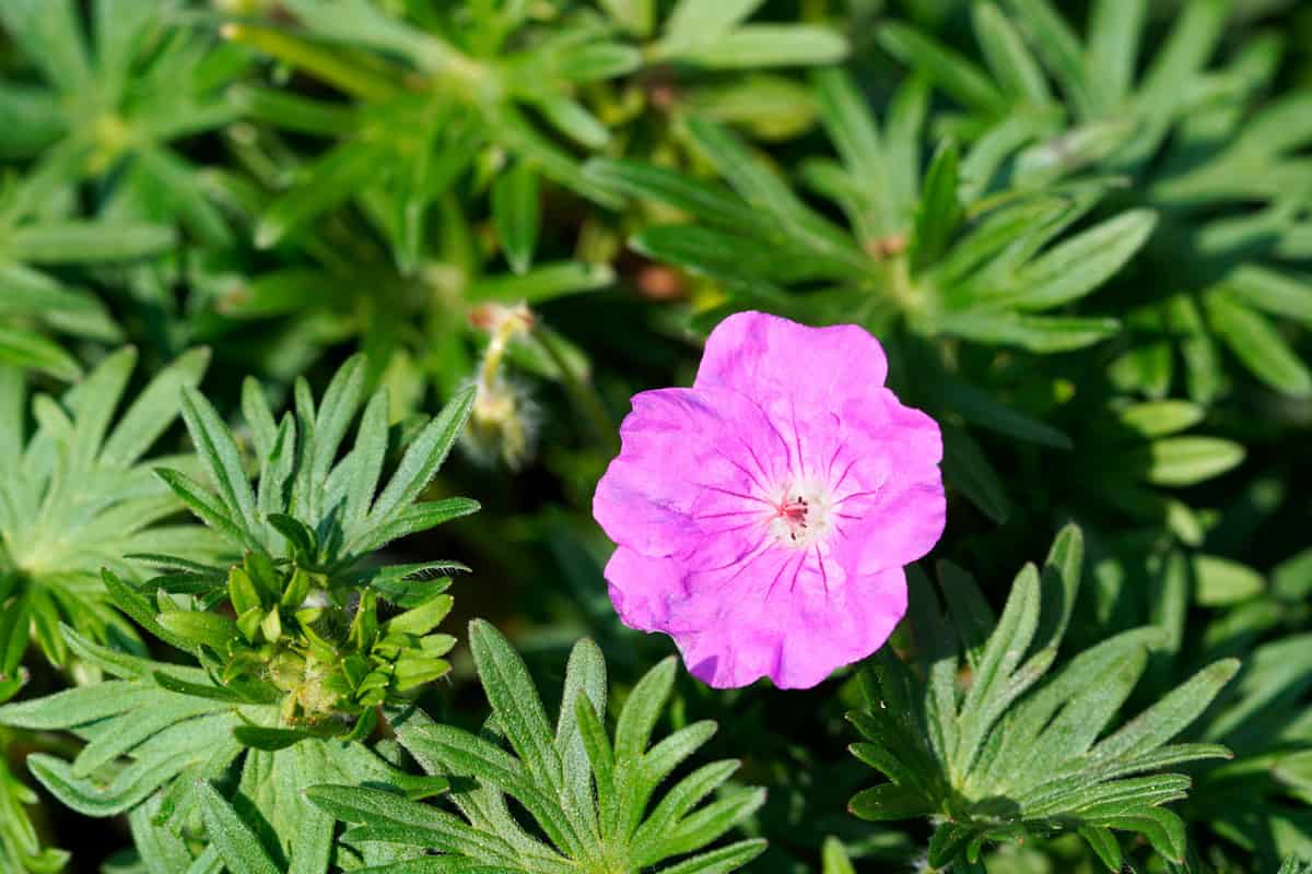 Blood-red cranesbill, Geranium sanguineum. Close up of the flower and plant. Hardy perennial in the garden.