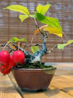 Bonsai apple tree with red apples in pot, How To Bonsai An Apple Tree—5 Simple Steps