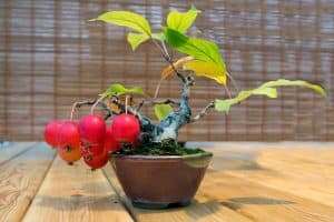 Read more about the article How To Bonsai An Apple Tree—5 Simple Steps