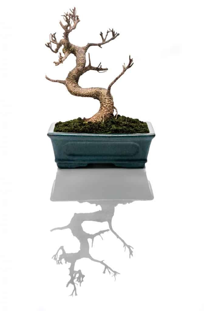 Bonsai tree dried in a pot with a sugestive reflection