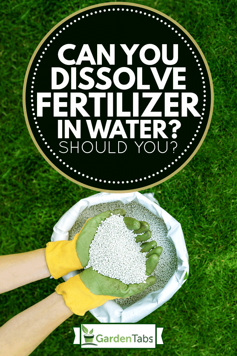 Feeding lawn with granular fertilizer for perfect green grass, Can You Dissolve Fertilizer In Water? Should You?