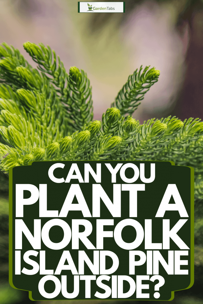 Detailed photo of a Norfolk Island trees leaves, Can You Plant A Norfolk Island Pine Outside?