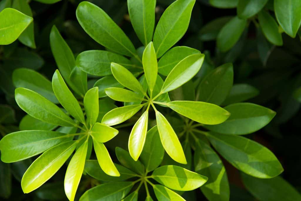 Close up of green umbrella plant leaves