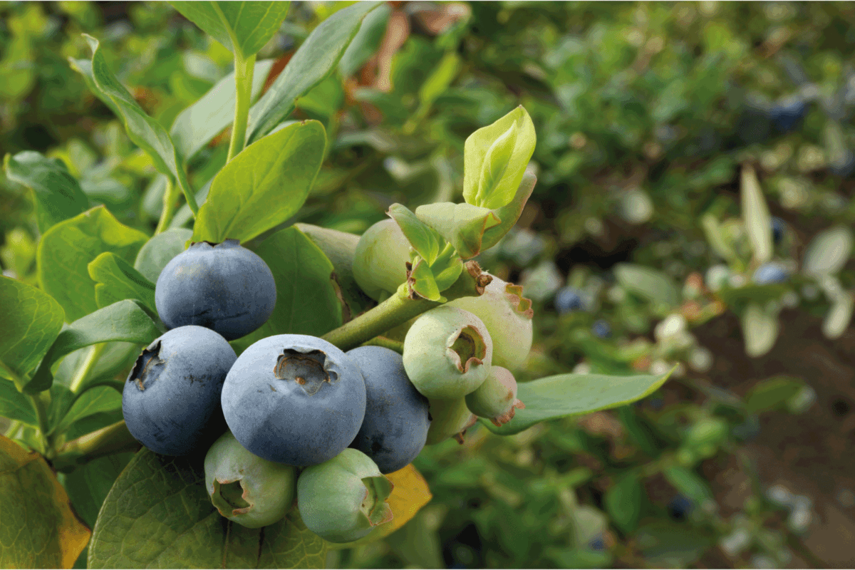 Close-up of ripening organic blueberries on fruit bush.