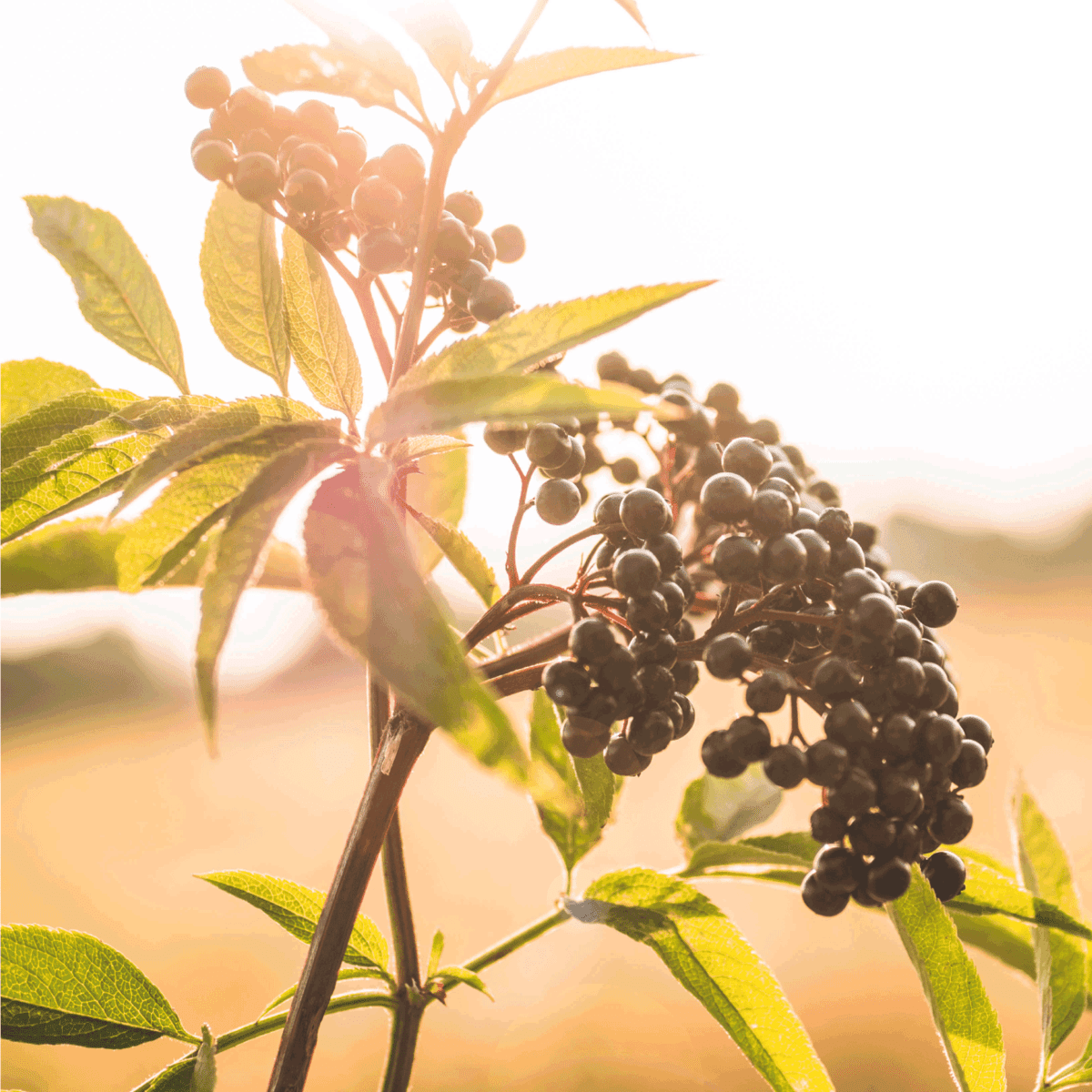Clusters fruit black elderberry in garden in sun light (Sambucus nigra). elder, black elder, European black elderberry background