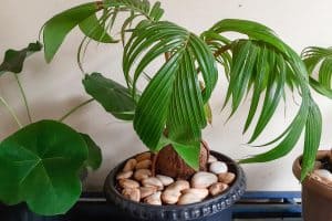 Read more about the article How To Make A Coconut Bonsai Tree