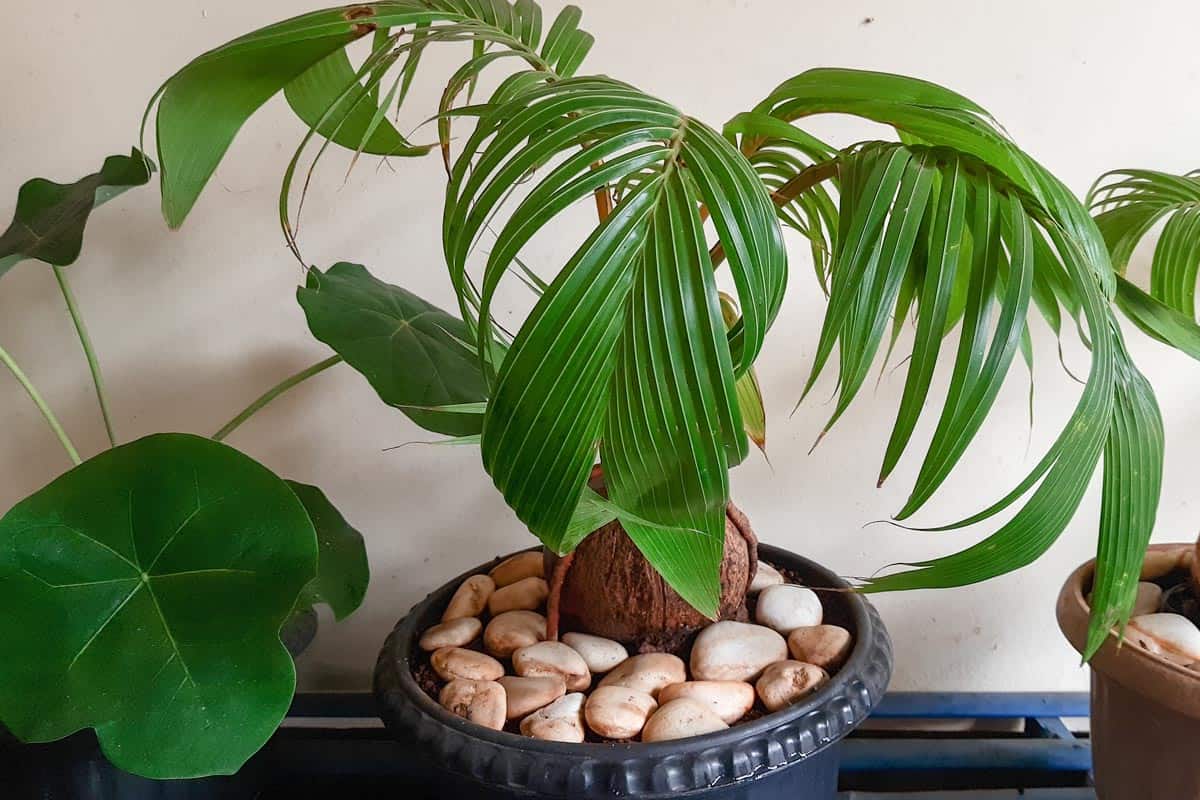 Coconut bonsai or coco bonsai are planted in pot, How To Make A Coconut Bonsai Tree