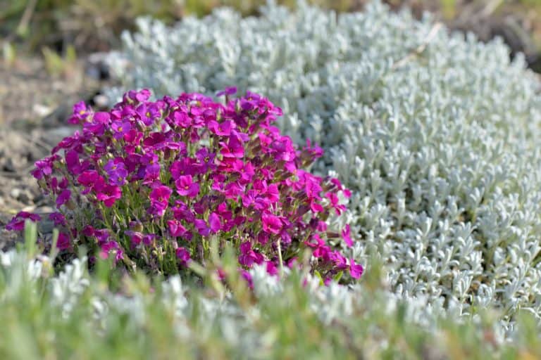 Colorful pink aubrieta flowers blooming in a flower bed in a garden, 10 Ground Cover Plants That Bloom All Summer