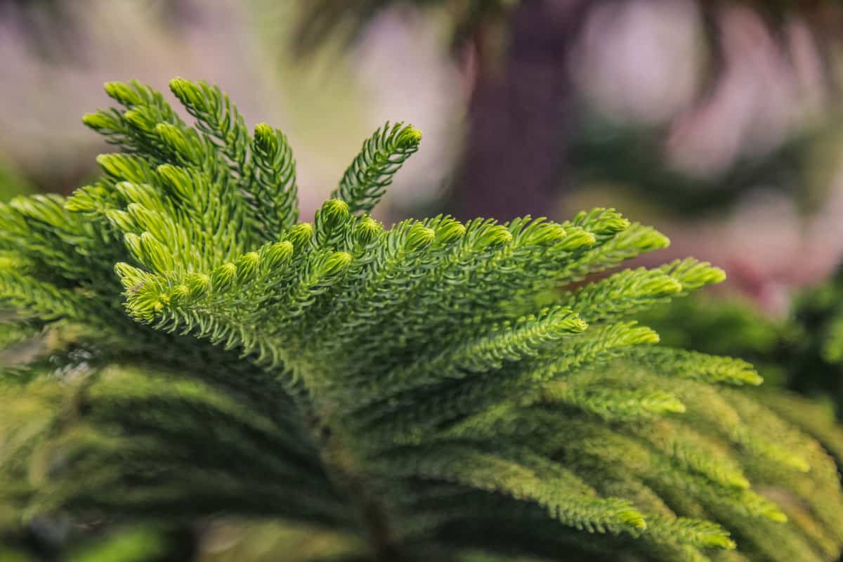 Detailed photo of a Norfolk Island trees leaves, Can You Plant A Norfolk Island Pine Outside?