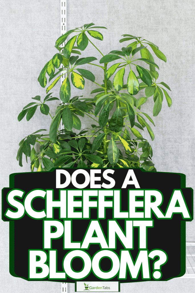 A beautiful Schefflera plant planted in a white pot, Does A Schefflera Plant Bloom?