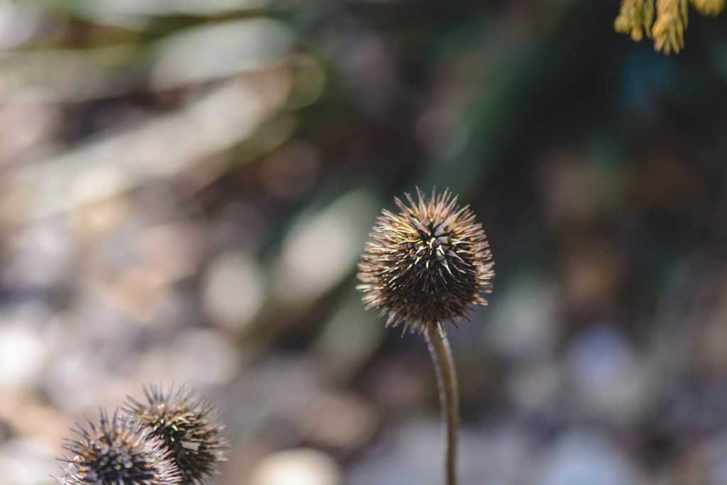 Dried Echinacea on a blurry background
