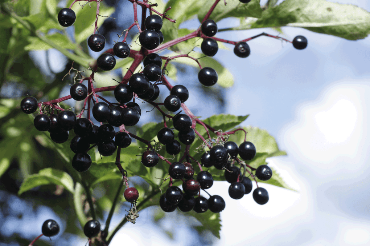 Elderberry is a traditional source for wines and remedies. fruit close up
