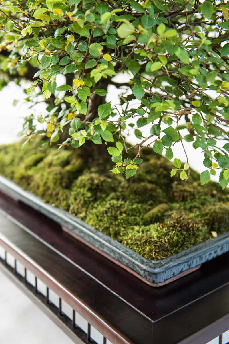 Elm with green foliage as a bonsai tree in portrait format