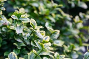 Read more about the article Why Is My Euonymus Dying? [And What To Do About It]