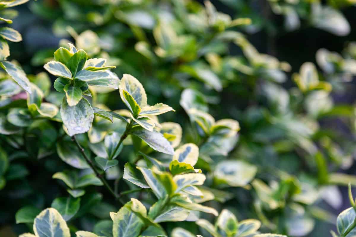 Euonymus japanese microfillus. Close-up of a beautiful fresh bush branch with green and light yellow leaves, the background is blurred, Why Is My Euonymus Dying? [And What To Do About It]