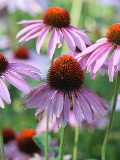 A flower bed of Purple Echinacea, When To Transplant Coneflowers - And How To