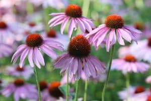 Read more about the article When To Transplant Coneflowers – And How To