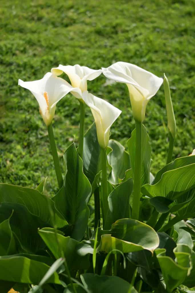 Four gorgeous blooming calla lilies photographed on the garden