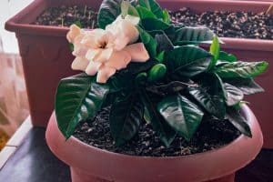Read more about the article How To Overwinter Gardenia – In Pots And In Ground