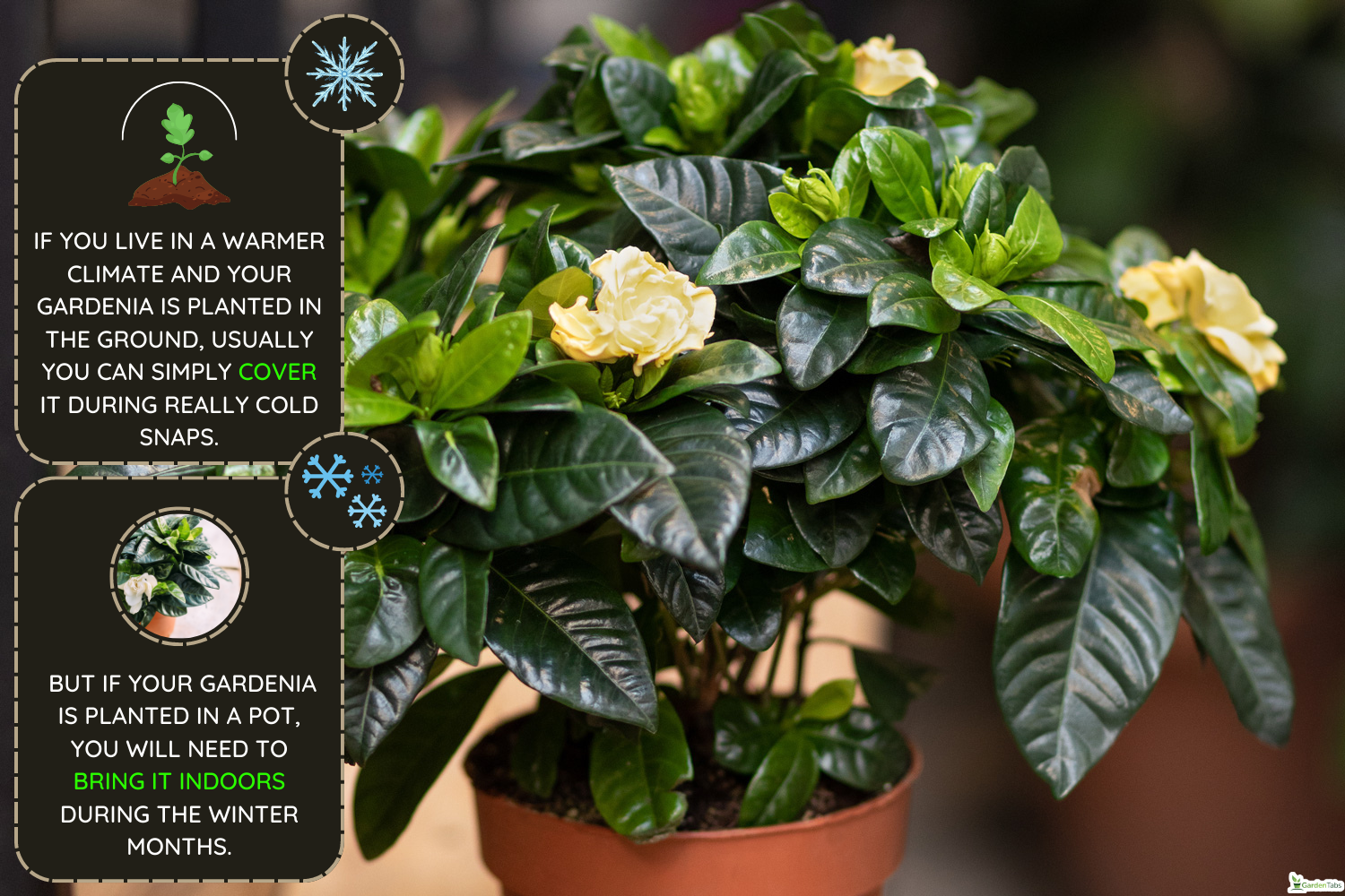 Gardenia plant with yellow flower, Natural, organic house plant, flower in the pot, How To Overwinter Gardenia - In Pots And In Ground