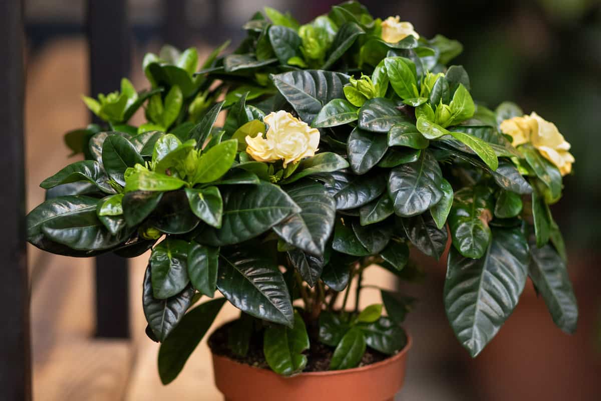 Gardenia plant with yellow flower, Natural, organic house plant, flower in the pot
