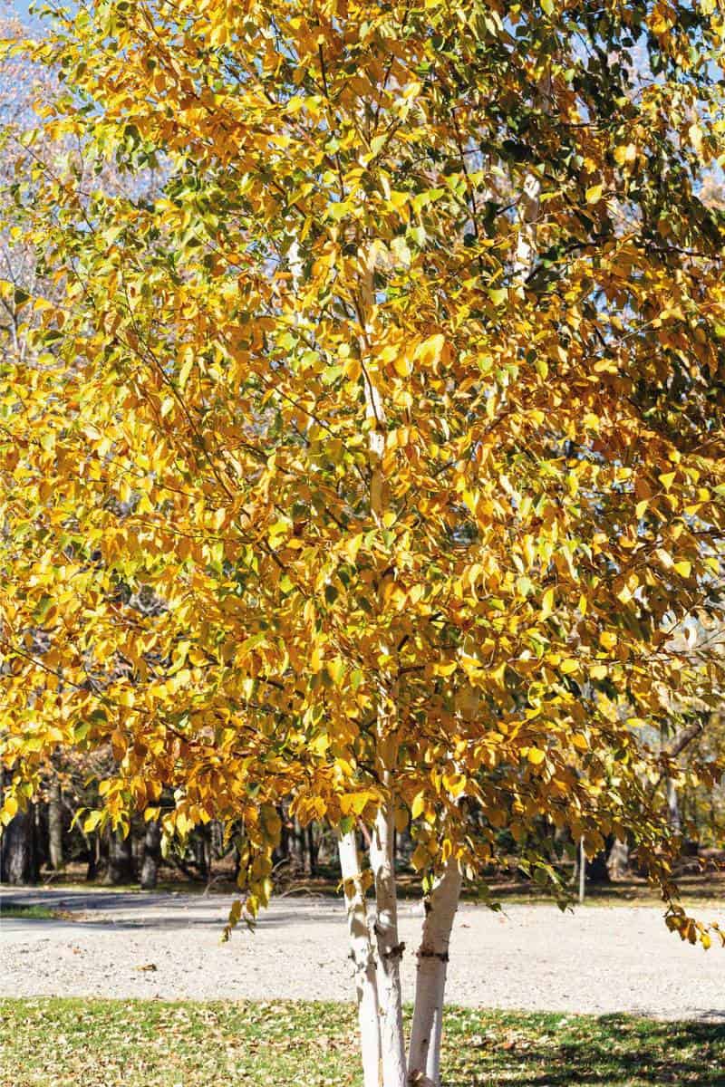 Golden cluster of three Paper Birch Trees in Autumn.