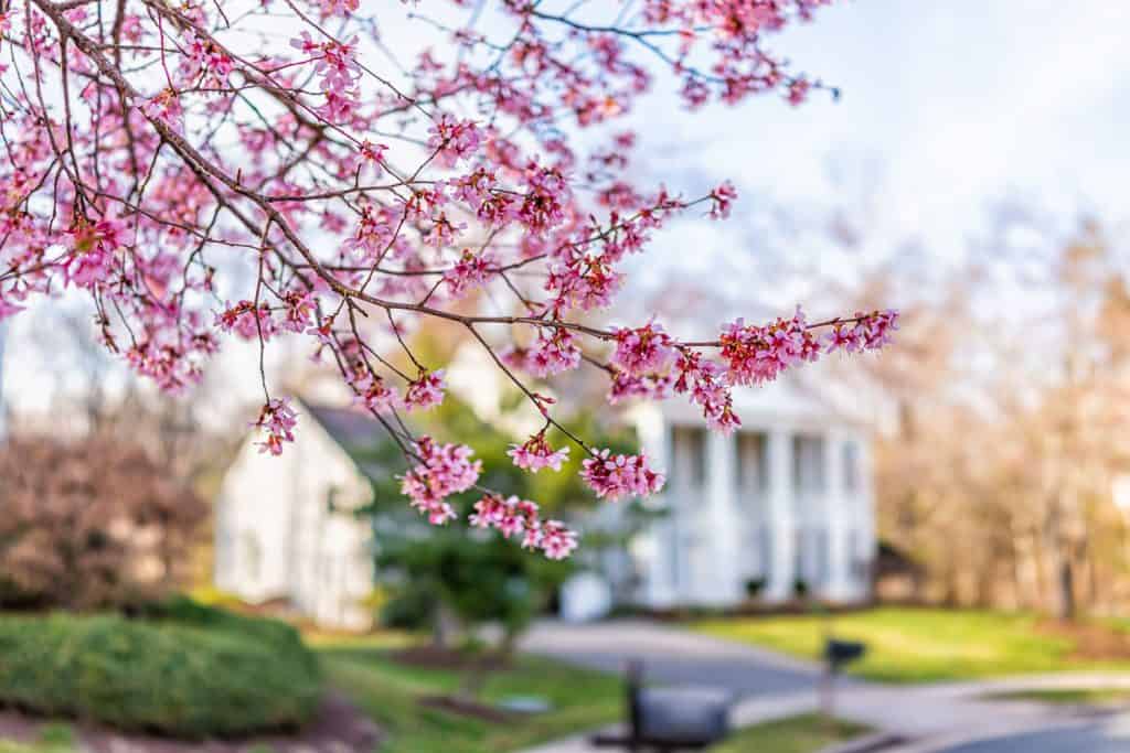 Gorgeous blossoming cherry tree with a classic country home on the background