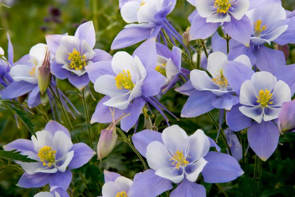 Gorgeous purple columbine flowers blooming outside on a sunny day