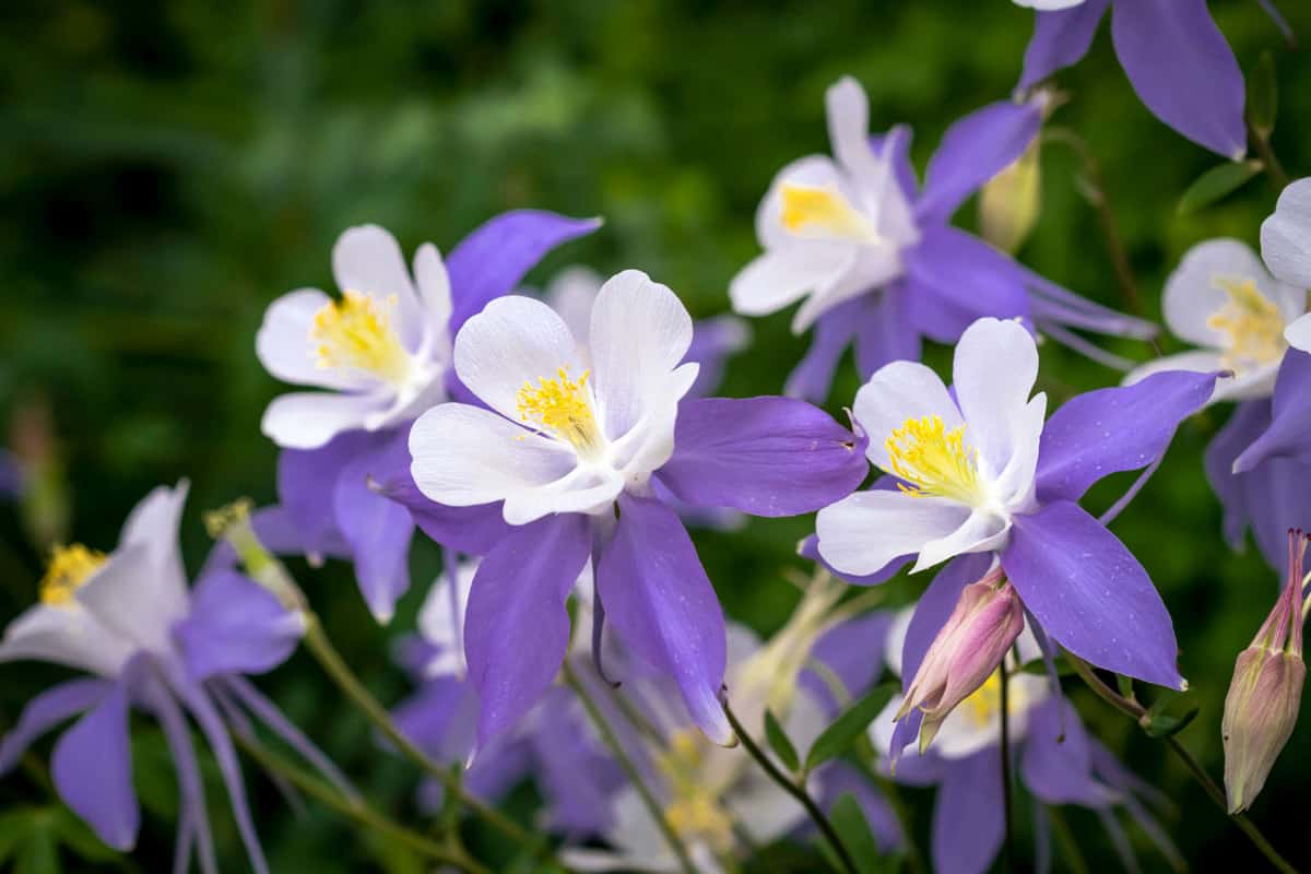 Gorgeous purple columbine flowers blooming outside the garden, When To Transplant Columbine? [And How To!]