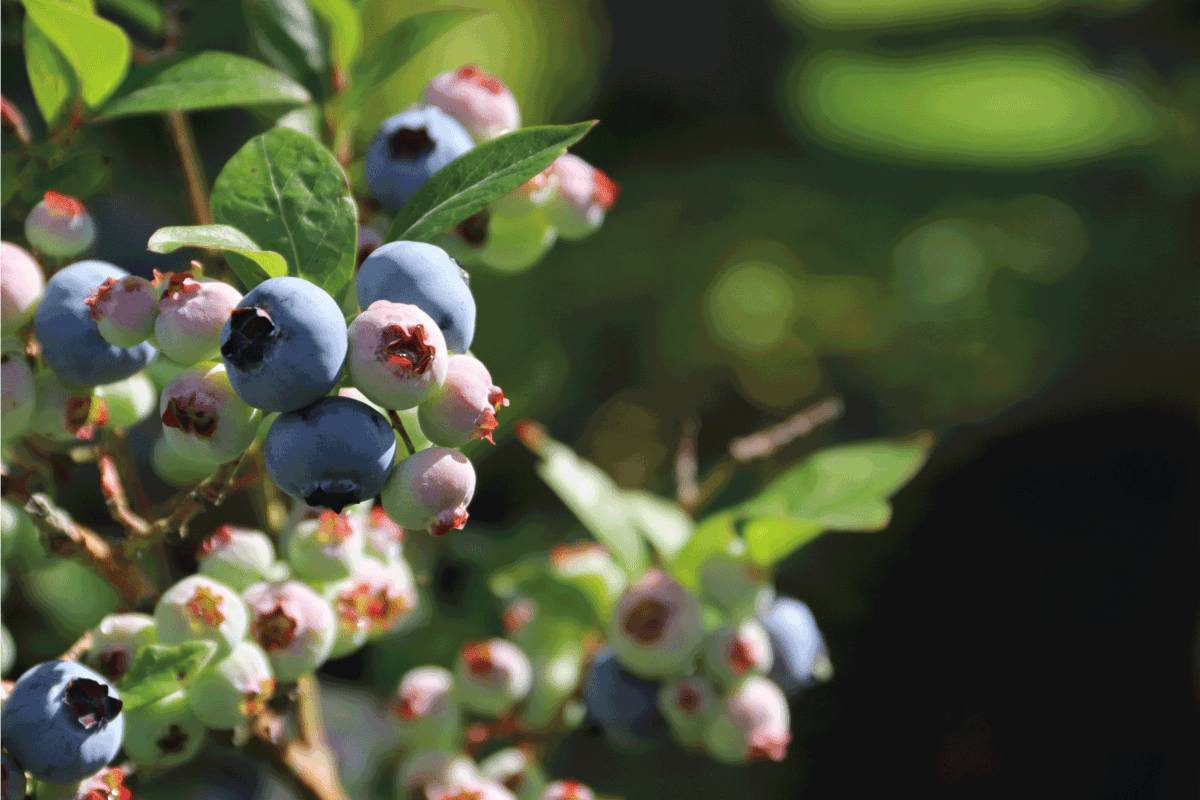 Homegrown berries on the blueberry bush