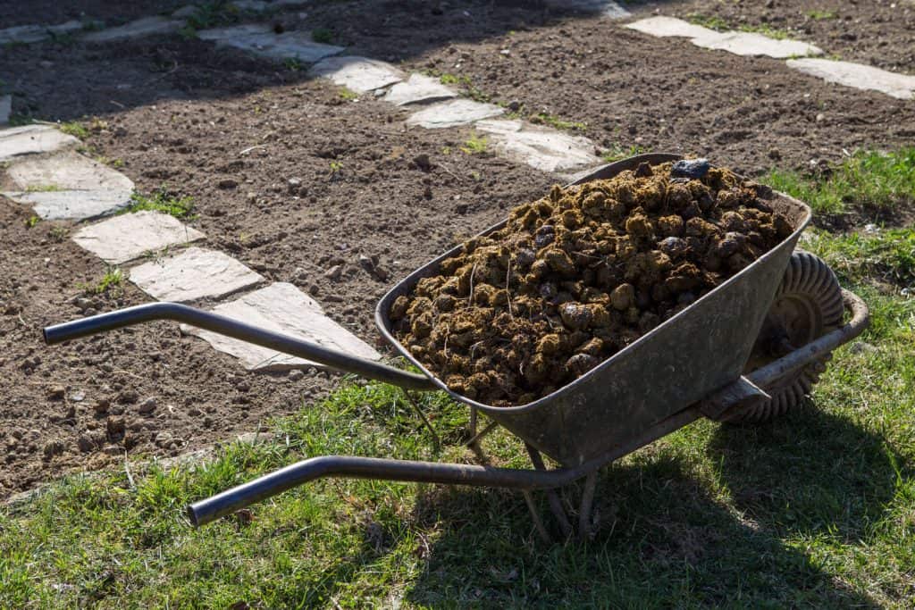 Horse manure in a wheel barrow used as fertilizer for the grass