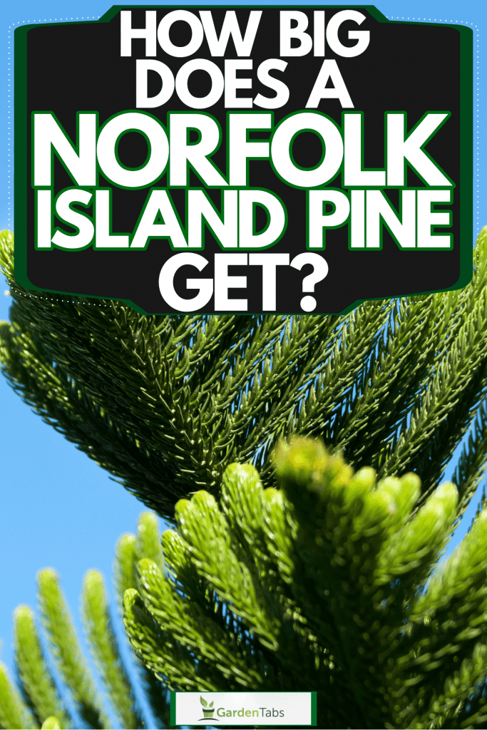 An up close photo of a Norfolk Island pine tree, How Big Does A Norfolk Island Pine Get?