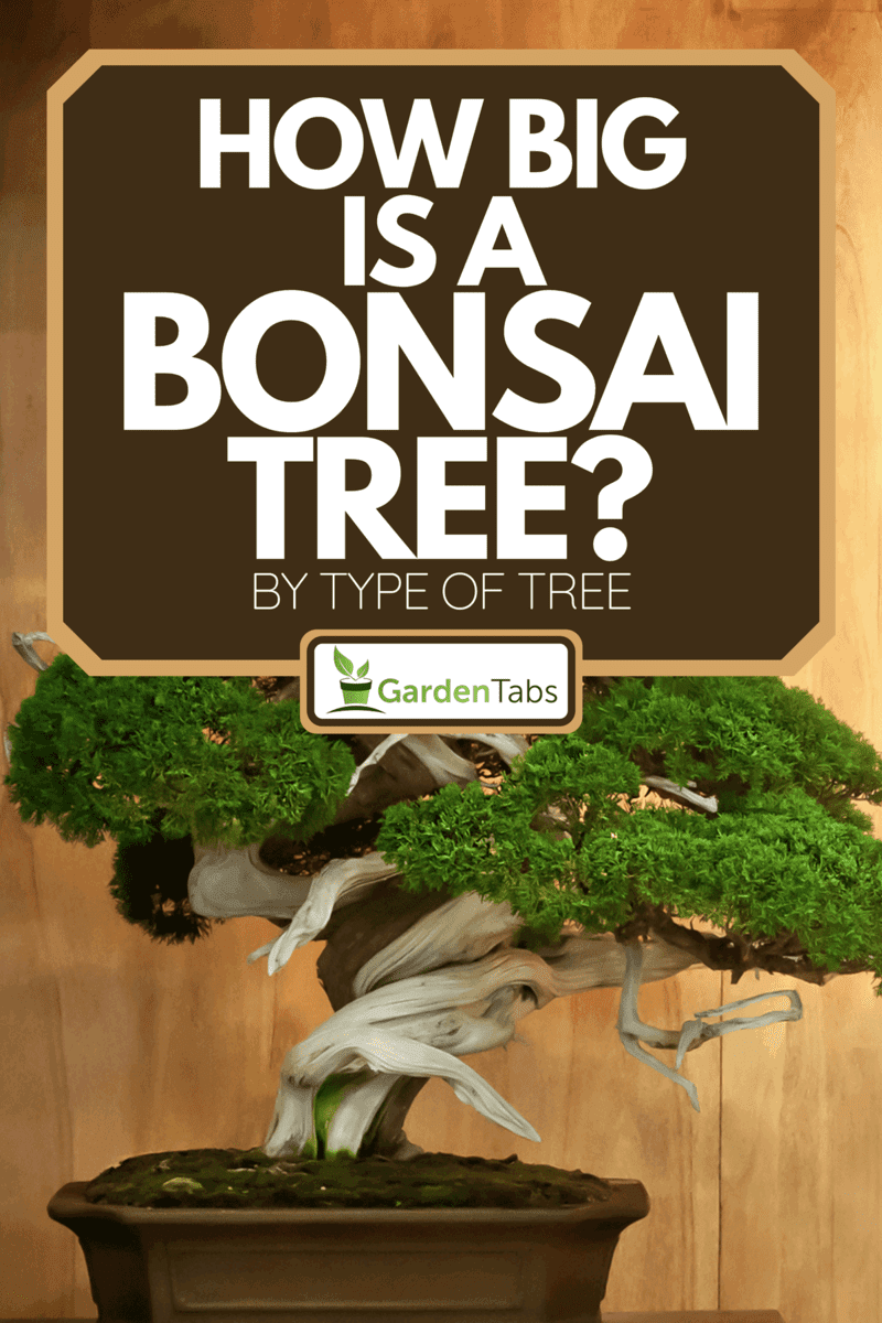 How Big Is A Bonsai Tree? [By Type Of Tree]