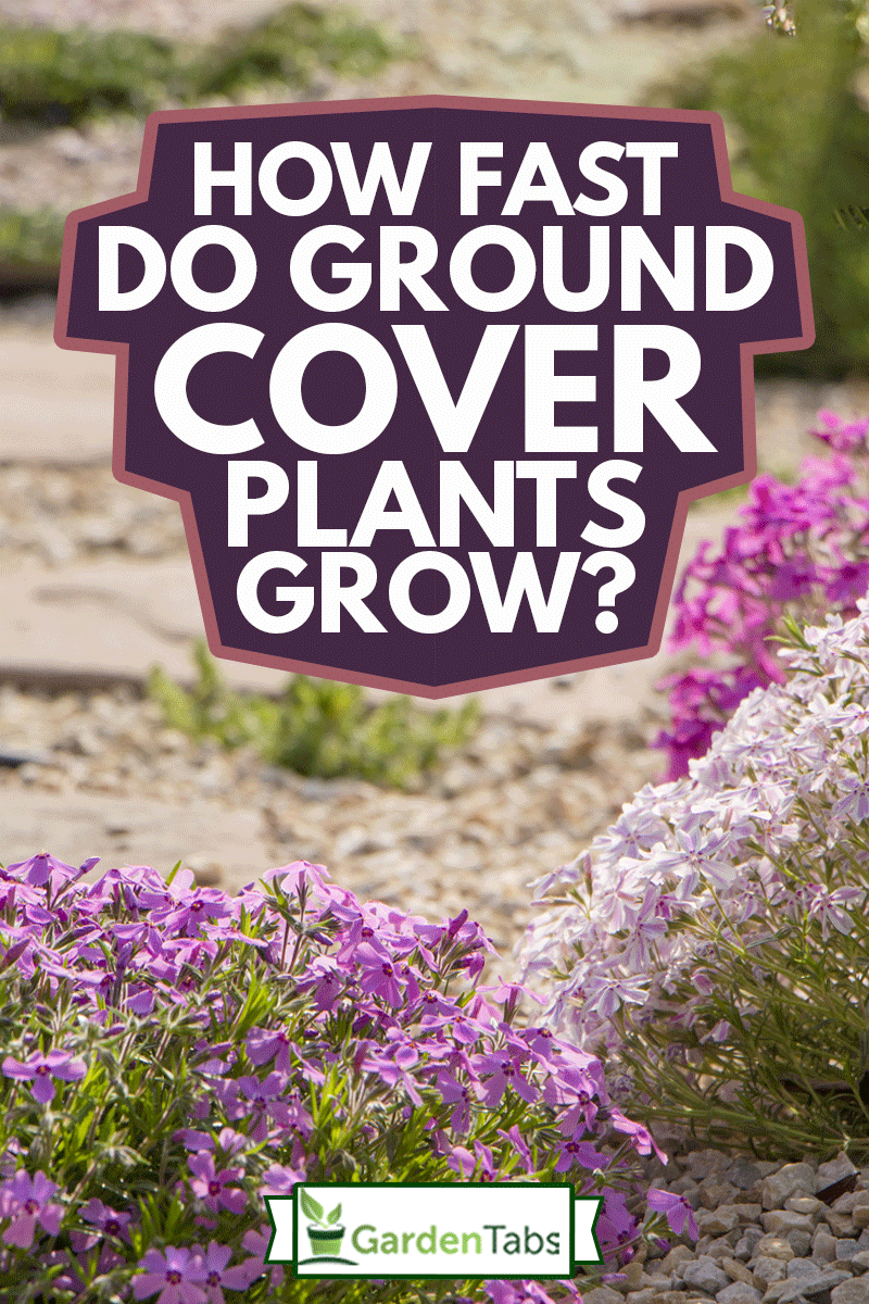 How Fast Do Ground Cover Plants Grow?