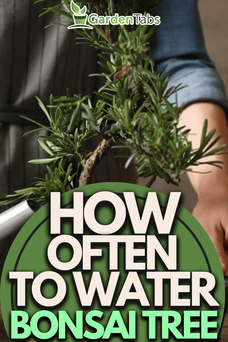 How Often Should You Water A Bonsai Tree?