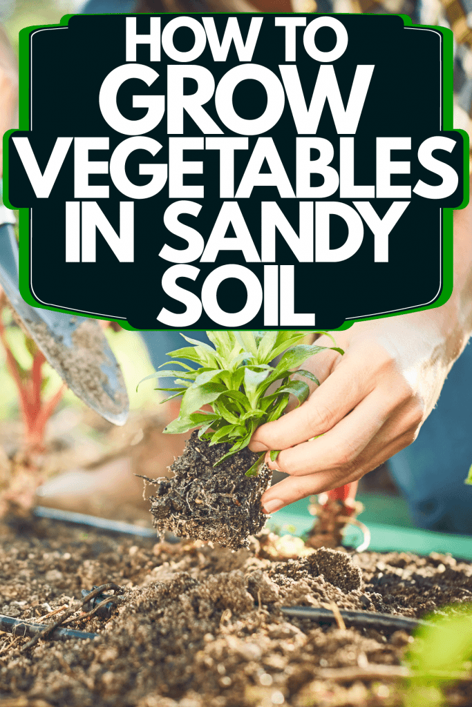 An elderly woman planting fresh vegetables in the garden, How To Grow Vegetables In Sandy Soil
