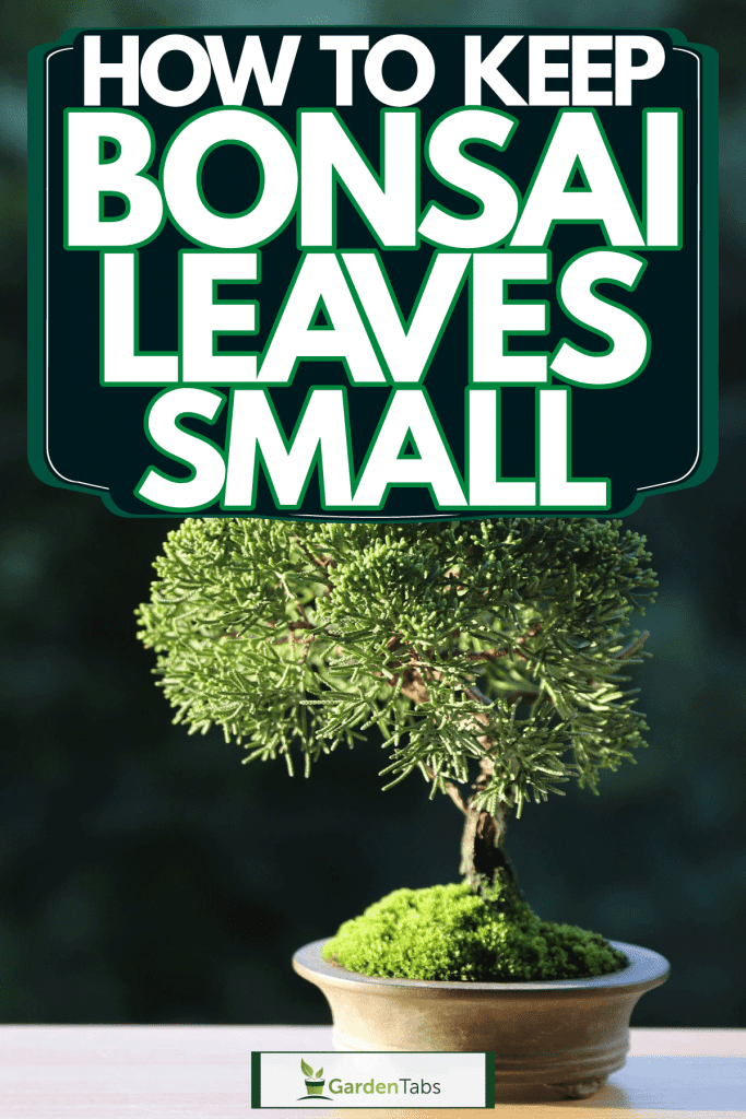 A small and gorgeous bonsai tree on a table outside, How To Keep Bonsai Leaves Small