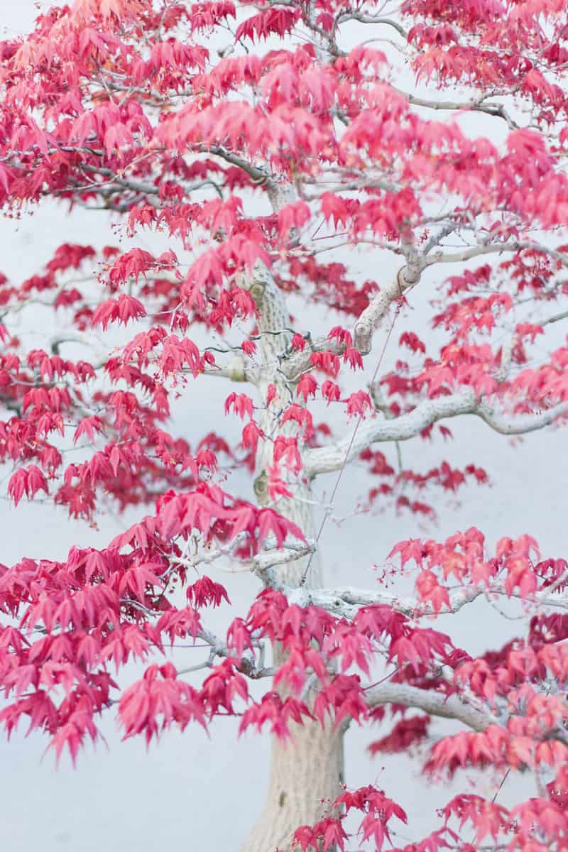 Japanese red maple tree bonsai