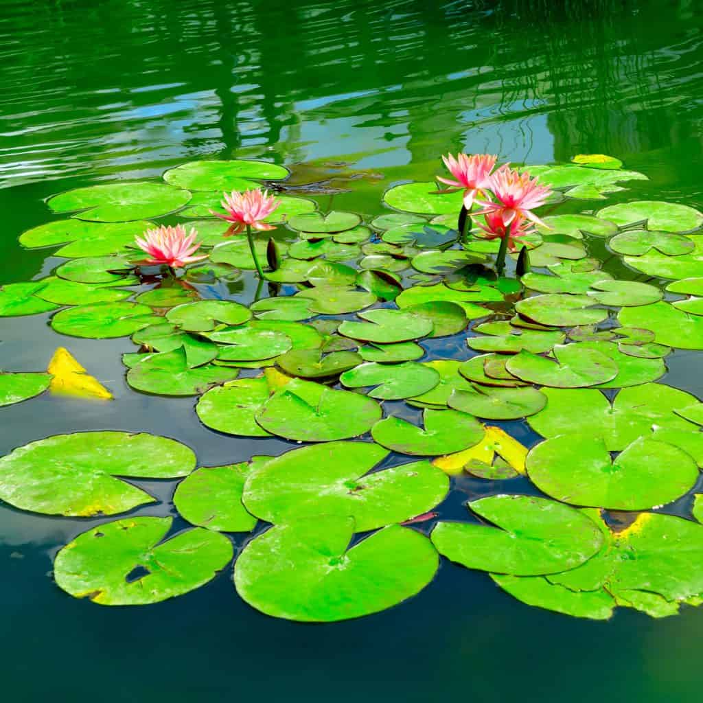 Lilies floating on a backyard pond